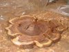 mesquite slab processing 2.JPG