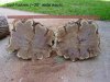 mesquite burl halves 2.JPG