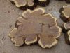 mesquite burl slabs 4.JPG