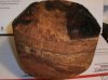 Spalted Pecan 8.5 x 4.25.jpg