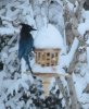 peanut feeder with stellar jay 2.jpg