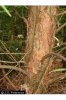 Melaleuca linariifolia Sm. - cajeput tree.jpg