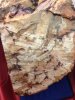 Oak Burl 2.jpg