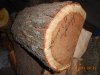 honey locust-before turning.jpg