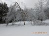 river birch near pasture fence.jpg