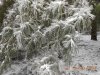 ice on pine needles.jpg