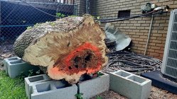 Flame Box Elder Log.jpg