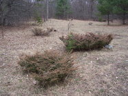 Juniper Canadensis.jpg