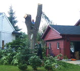 Taking down neighbors Siberian Elm.jpg