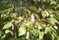 Hop Hornbeam seedpots.jpg