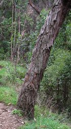 Australian black Locust.jpg