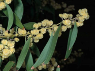 Acacia-melanoxylon_black-acacia_JM-DiTomaso-900x675.jpg