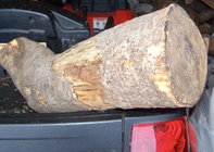 Staghorn Sumac log.jpg