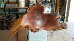 Cedar burl.jpg