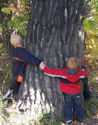 Poplar tree bark.jpg