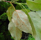 balsam poplar leaves.jpg