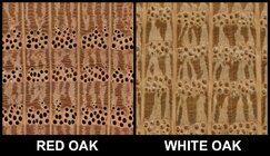 red_white_oak.jpg