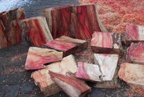 Red Manitoba Maple.jpg