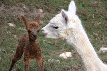 baby_alpaca_dria_IMG_0844.jpg