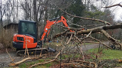 tree_down_chicken_yard.jpg