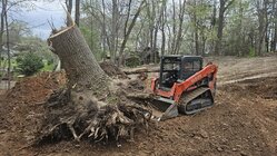 poplar stump.jpg