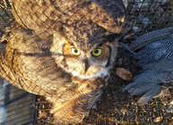 owl_pic2.jpg