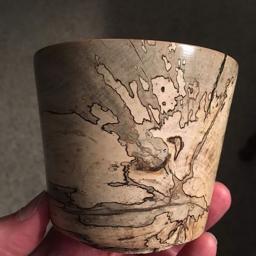 Spalted Holly