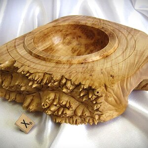 #2270 spike Maple burl.