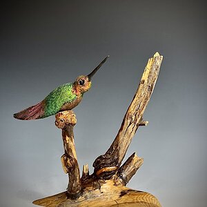 "Pine Wooded Hummingbird"