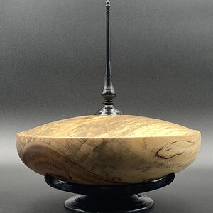 Camphor Hollow form with maple finial and base.