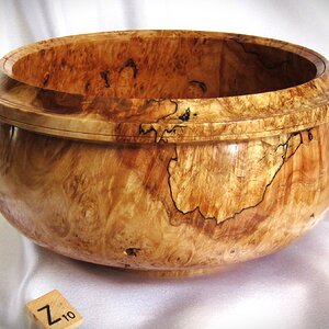 #2218 spalted Maple burl.