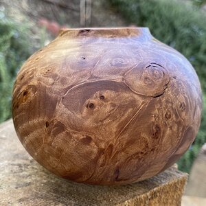 Maple burl