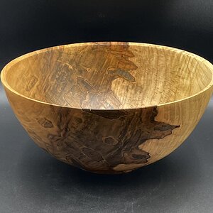 Ambrosia Maple #498