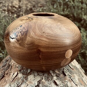 Elm burl w sycamore coins