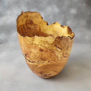 Honey Locust Burl