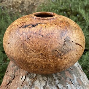 Maple burl