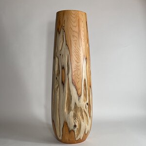 Pacific Yew 30" tall