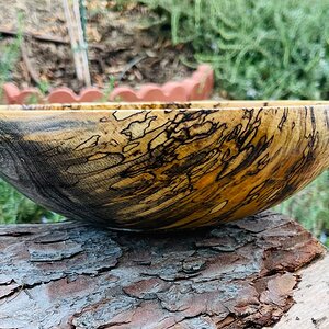 Spalted sugarberry