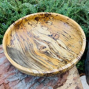 Spalted sugarberry