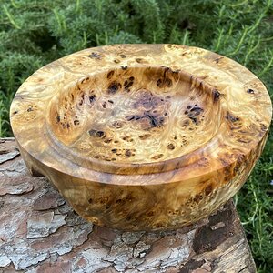 Poplar burl