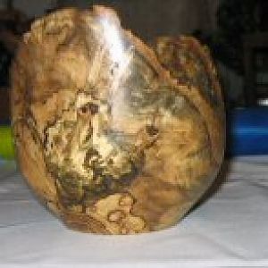 Spalted Elm