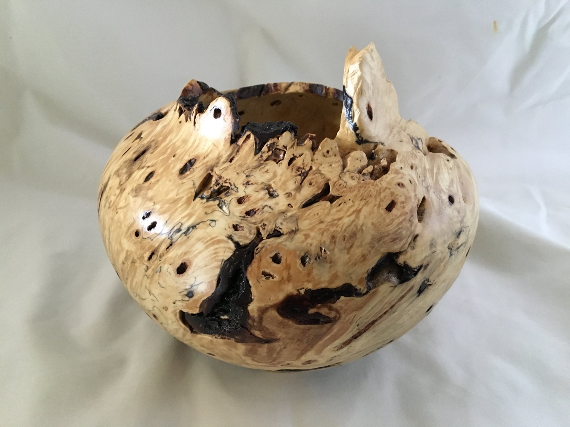 Buckeye burl