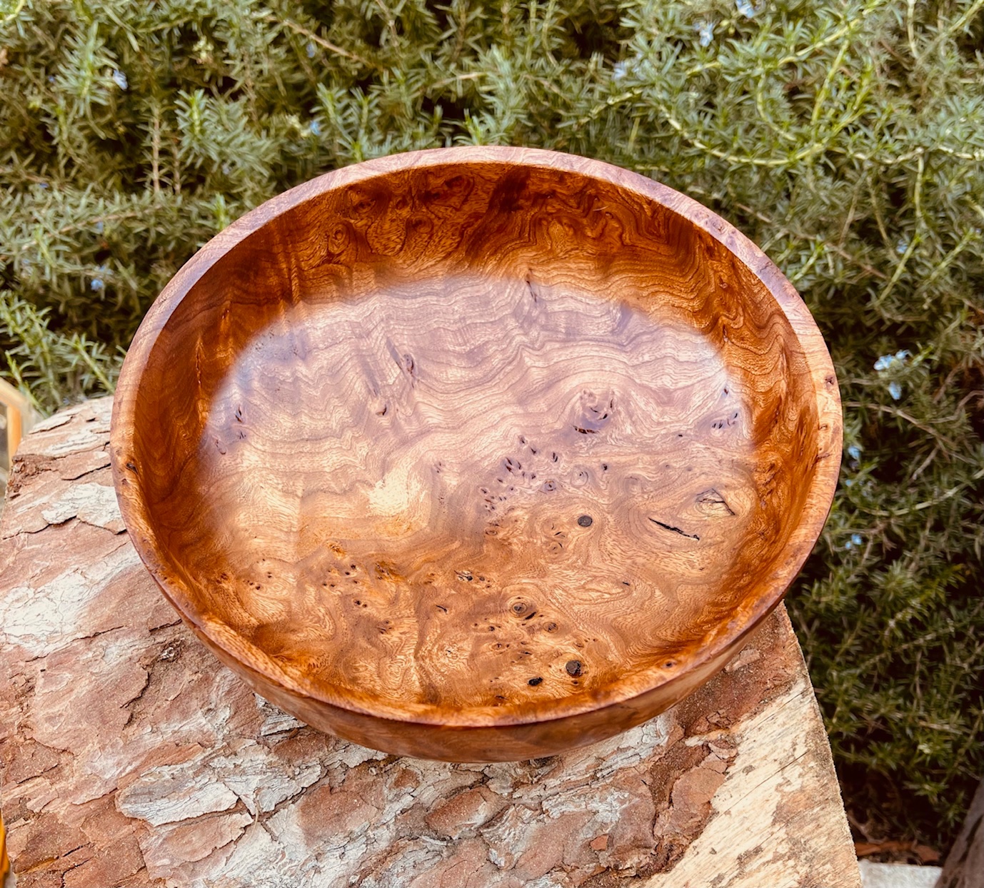 Elm burl bowl