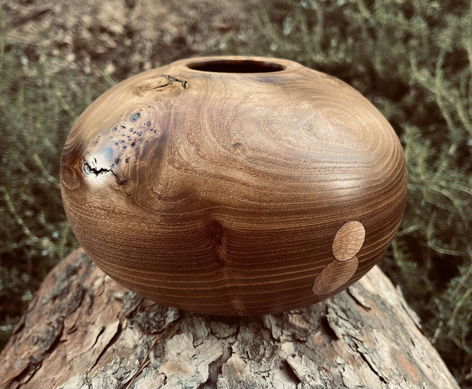 Elm burl w sycamore coins