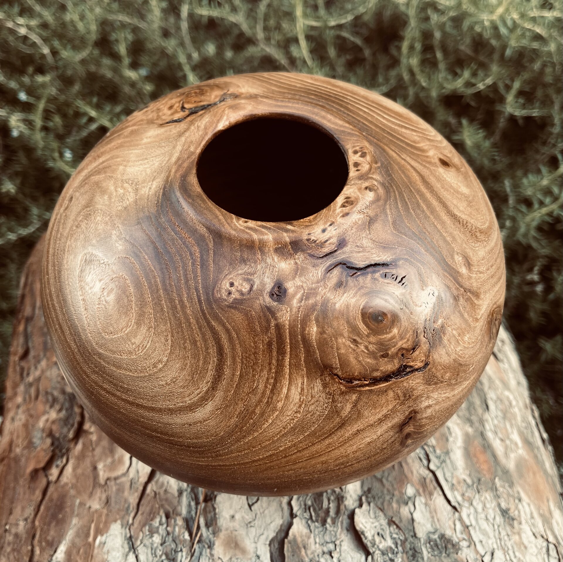 Elm burl w sycamore coins