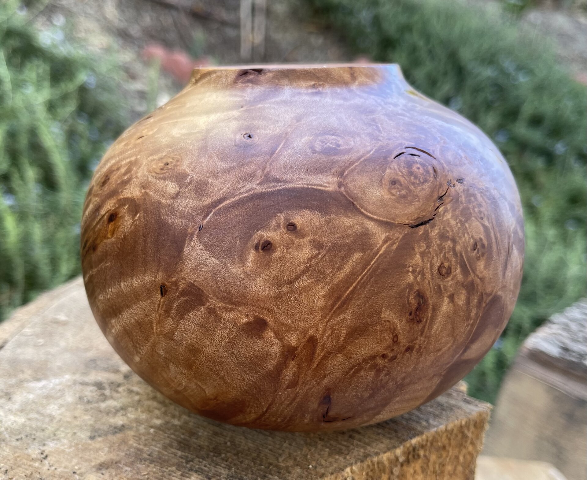 Maple burl