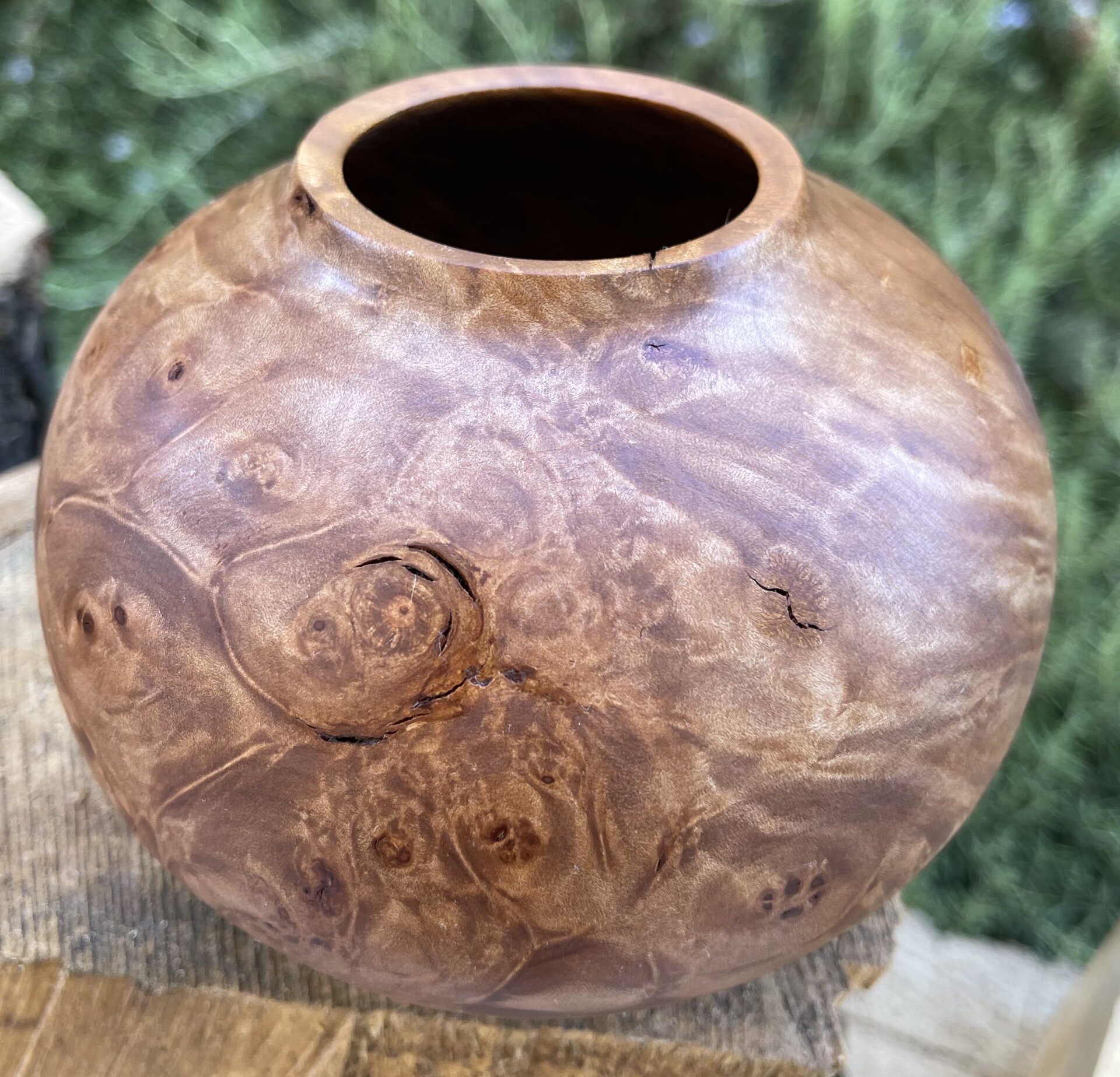 Maple burl