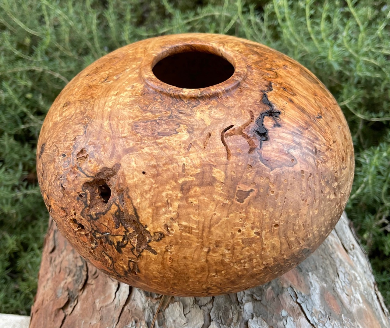 Maple burl