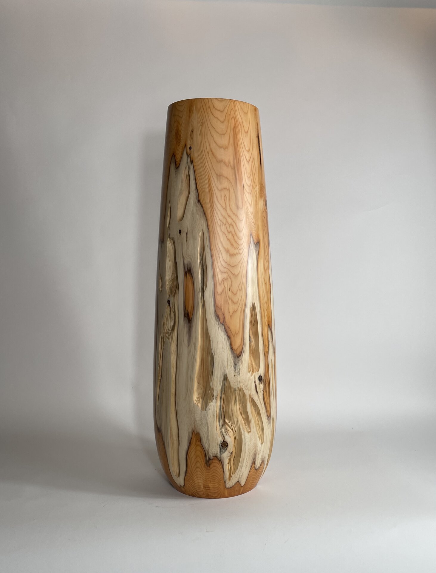 Pacific Yew 30" tall