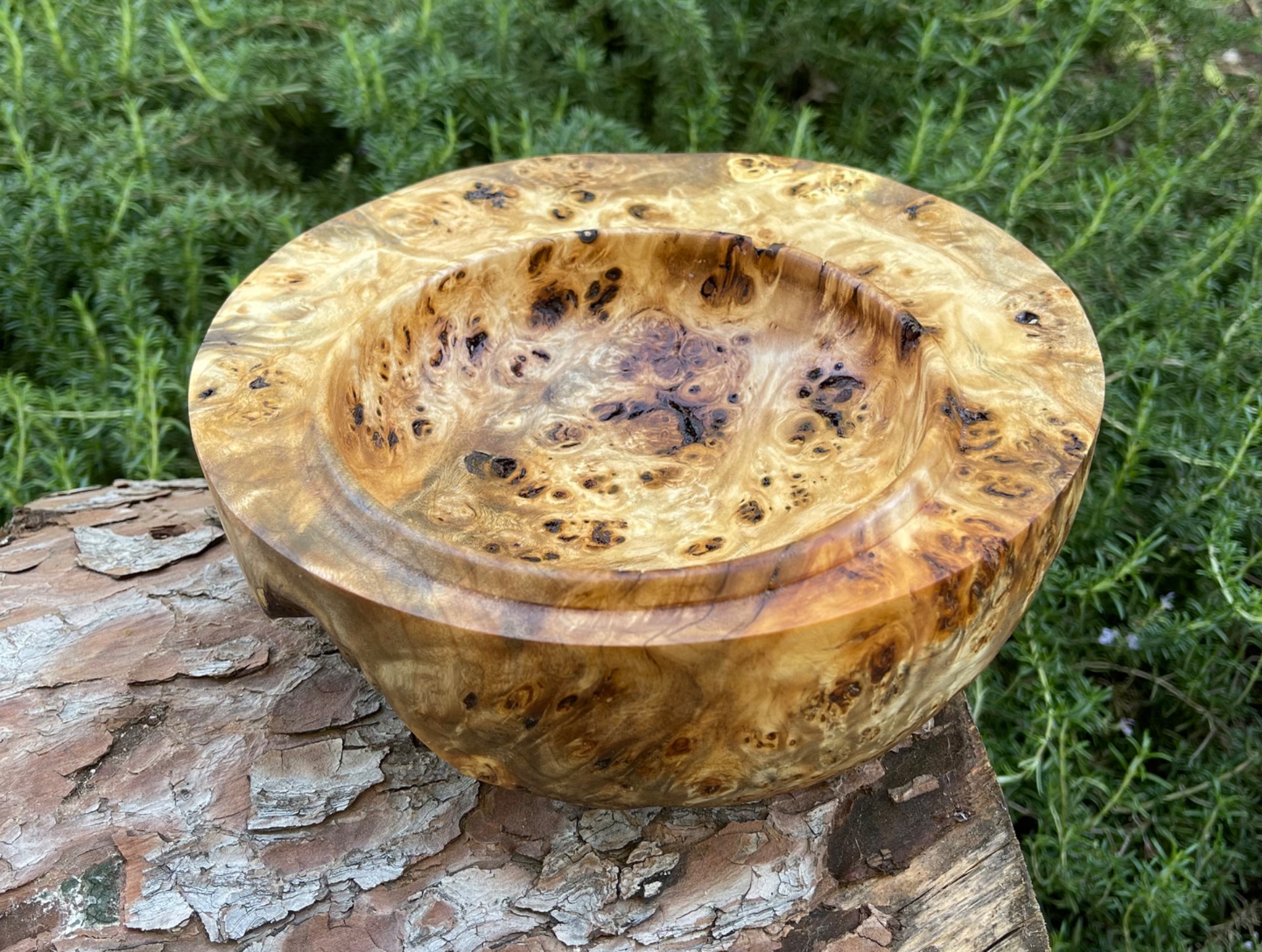 Poplar burl